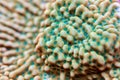 Beautiful montipora sps coral in coral reef aquarium tank. Royalty Free Stock Photo
