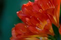 Beautiful moody close-up of a Clivia Miniata plant in the spring or summer in a garden