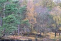 Morning light at Tarn Hows in the English Lake District with views of Yewdale Crag, and Holme Fell during autumn