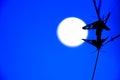Beautiful moonlight insect Royalty Free Stock Photo