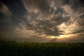 Beautiful moonrise during a thunderstorm over a field of sunflowers at night Royalty Free Stock Photo