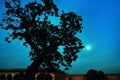 A beautiful moonshine against the silhouette of the iconic Mughal architecture and a tall old tree in the foreground.