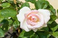 Beautiful moonstone rose flower Royalty Free Stock Photo