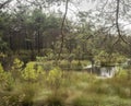 Beautiful moor landscape