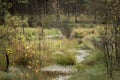 Beautiful moor landscape in the lueneburger heide