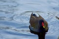 A moorhen duck in a lake