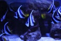 Beautiful Moorish idol fish in aquarium water