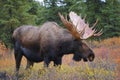 Moose bull in autumn landscape in Alaska