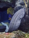 Moray eel swimming in aquarium Royalty Free Stock Photo