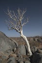Moringa tree in rocks