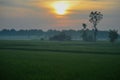 beautiful morning atmosphere in the rice fields with green rice plants