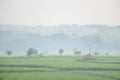 beautiful morning atmosphere in the rice fields with green rice plants