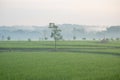 beautiful morning atmosphere in the rice fields with green rice plants