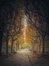 Beautiful morning in the autumn park with golden alley of sycamore trees. Fall season scene Royalty Free Stock Photo