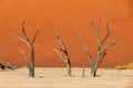 Dry acacia tree in dead in Sossusvlei, Namibia Royalty Free Stock Photo