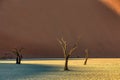 Dry acacia tree in dead in Sossusvlei, Namibia Royalty Free Stock Photo