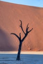 Dry acacia tree in dead in Sossusvlei, Namibia Royalty Free Stock Photo