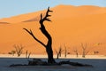 Dead acacia in Dead Vlei, Sossusvlei Namibia Africa Royalty Free Stock Photo