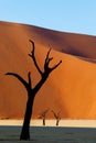 Dead acacia in Dead Vlei, Sossusvlei Namibia Africa Royalty Free Stock Photo