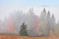 Beautiful morning fog and sunbeams on the mountain slope in the autumn pine forest Royalty Free Stock Photo
