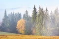 Beautiful morning fog and sunbeams on the mountain slope in the autumn pine forest Royalty Free Stock Photo