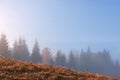 Beautiful morning fog and sunbeams on the mountain slope in the autumn pine forest Royalty Free Stock Photo