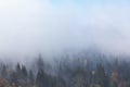 Beautiful morning fog and sunbeams on the mountain slope in the autumn pine forest Royalty Free Stock Photo