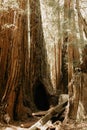 Beautiful morning in the forest with old redwood tree trunk Royalty Free Stock Photo