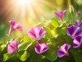 beautiful morning glory flowers on green leaves
