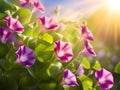 beautiful morning glory flowers on green leaves