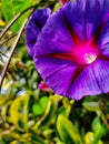 Beautiful Morning Glory with pollan Royalty Free Stock Photo