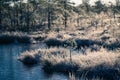 A beautiful morning landscape in a frozem swamp. A small swamp ponds in autumn. Quagmire un wetlands with reflections. Royalty Free Stock Photo