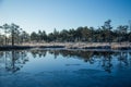 A beautiful morning landscape in a frozem swamp. A small swamp ponds in autumn. Quagmire un wetlands with reflections. Royalty Free Stock Photo