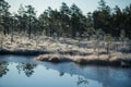 A beautiful morning landscape in a frozem swamp. A small swamp ponds in autumn. Quagmire un wetlands with reflections. Royalty Free Stock Photo