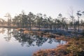 A beautiful morning landscape in a frozem swamp. A small swamp ponds in autumn. Quagmire un wetlands with reflections. Royalty Free Stock Photo