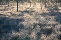 A beautiful morning landscape in a frozen swamp. Bright, colorful sunrise in frozen wetlands.