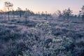 A beautiful morning landscape in a frozen swamp. Bright, colorful sunrise in frozen wetlands.