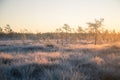 A beautiful morning landscape in a frozen swamp. Bright, colorful sunrise in frozen wetlands.