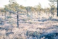 A beautiful morning landscape in a frozen swamp. Bright, colorful sunrise in frozen wetlands. Royalty Free Stock Photo