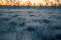 A beautiful morning landscape in a frozen swamp. Bright, colorful sunrise in frozen wetlands.