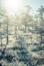 A beautiful morning landscape in a frozen swamp. Bright, colorful sunrise in frozen wetlands.