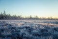 A beautiful morning landscape in a frozen swamp. Bright, colorful sunrise in frozen wetlands.