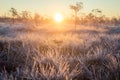 Beautiful morning landscape with a rising sun. Colorful scenery of a frozen wetlands in autumn. First frost in nature.