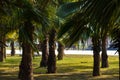 Morning light in green grass field and green fresh tree plant Royalty Free Stock Photo