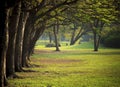 Beautiful morning light in public park with green grass field