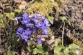 Beautiful morning mood with bouquet of blue liverleaf Hepatica nobilis Mill in sunlight in natural forest before summertime come