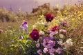 Beautiful morning outdoor field scenery with flowers