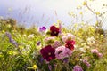 Beautiful morning outdoor field scenery with violets pink and ot