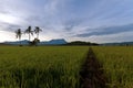 Beautiful morning at paddy field, old hut with trees on background mount kinabalu.