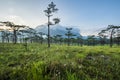 Beautiful morning , pine forest in Thailand